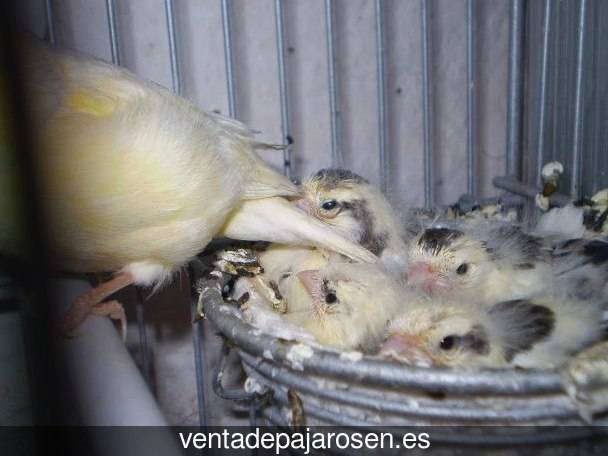Cria de canarios en casa Valdesamario?